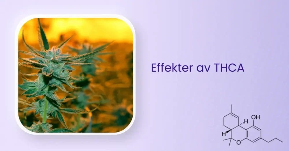 Effekter av THCA