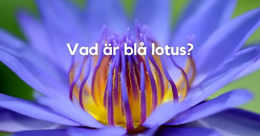 Vad är blå lotus