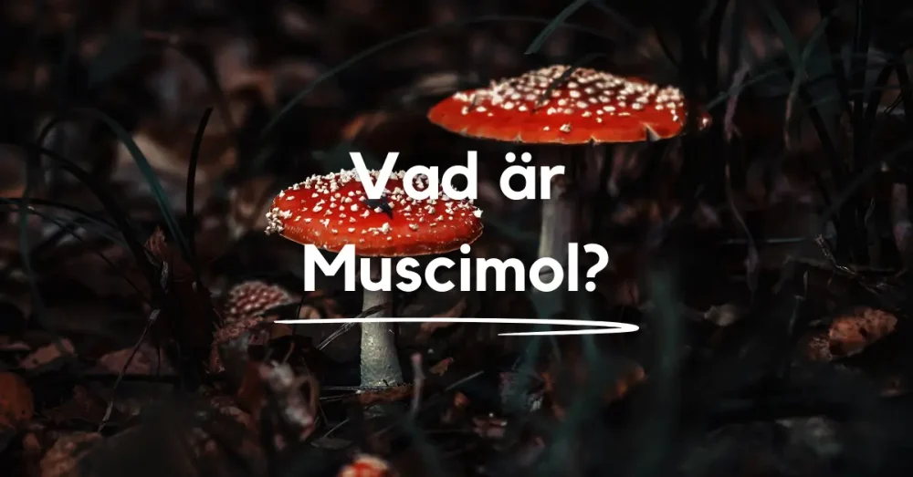 Vad är muscimol?