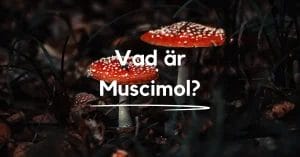 Vad är muscimol?